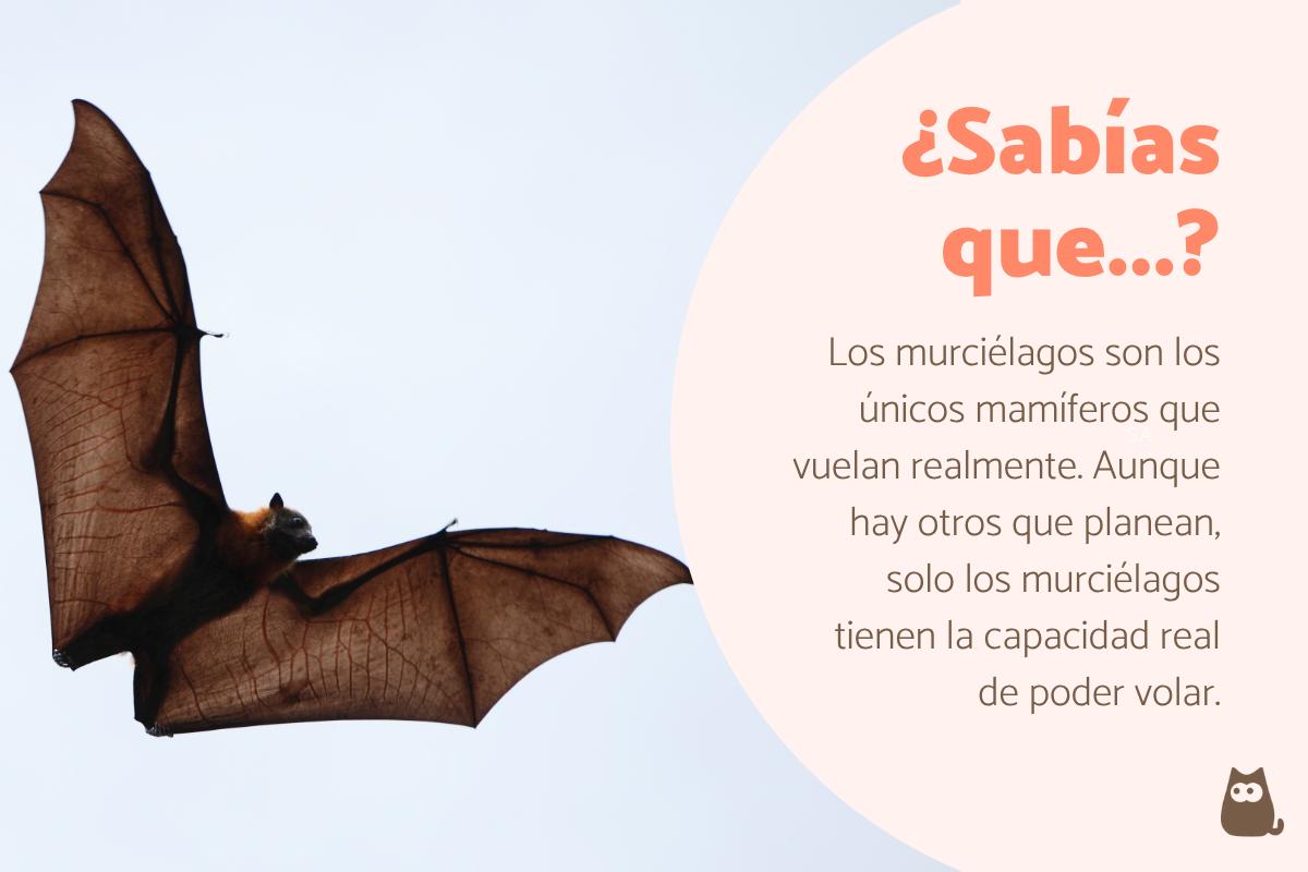 Curiosidades de los murciélagos