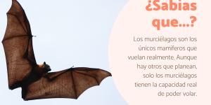 Curiosidades de los murciélagos