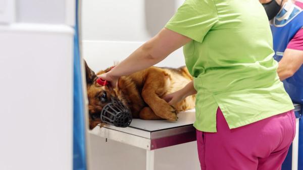 Los veterinarios coinciden: la oruga procesionaria es uno de los mayores peligros para los perros - Los síntomas que indican una urgencia veterinaria