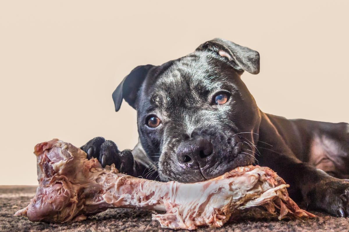¿Los perros pueden comer huesos? - Riesgos, beneficios y los mejores huesos