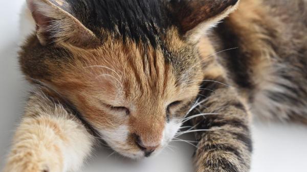Juanjo, veterinario: “No hay que dejar que los gatos jueguen con gomas del pelo; si las tragan, su vida puede estar en peligro” - Estos síntomas pueden indicar que un gato se ha tragado una goma del pelo