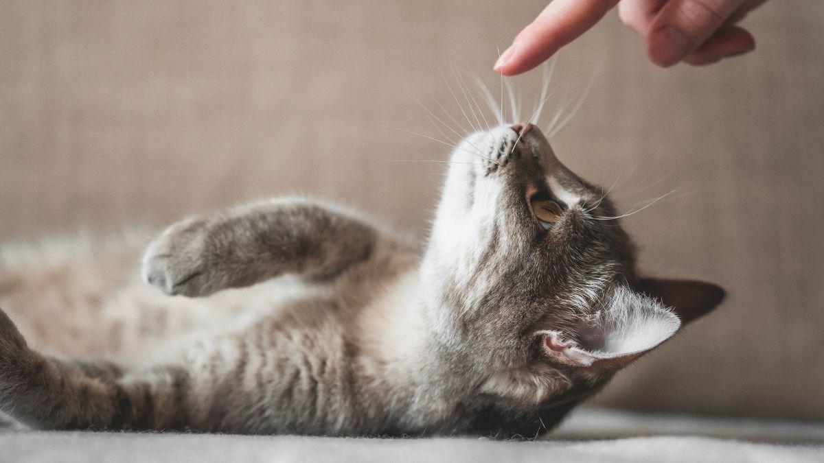 Juanjo, veterinario: “No hay que dejar que los gatos jueguen con gomas del pelo; si las tragan, su vida puede estar en peligro”