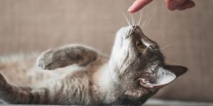 Juanjo, veterinario: “No hay que dejar que los gatos jueguen con gomas del pelo; si las tragan, su vida puede estar en peligro”