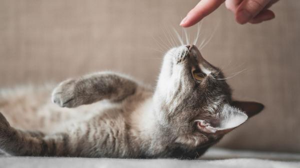 Juanjo, veterinario: “No hay que dejar que los gatos jueguen con gomas del pelo; si las tragan, su vida puede estar en peligro”