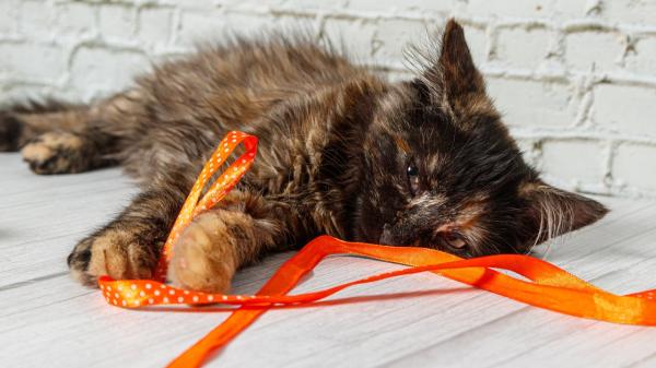 Juanjo, veterinario: “No hay que dejar que los gatos jueguen con gomas del pelo; si las tragan, su vida puede estar en peligro” - Una goma del pelo puede acabar provocando una obstrucción intestinal en un gato
