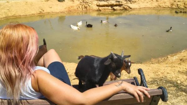 Un santuario de Valencia busca voluntarios para cuidar a 140 animales rescatados a cambio de alojamiento y comida - Alimentar animales, limpiar y mantener la finca: así es el trabajo de los voluntarios