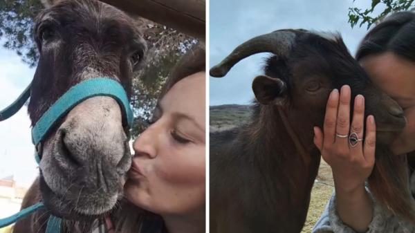 Un santuario de Valencia busca voluntarios para cuidar a 140 animales rescatados a cambio de alojamiento y comida - Más de 140 animales rescatados viven en este santuario de Valencia