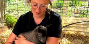 Un santuario de Valencia busca voluntarios para cuidar a 140 animales rescatados a cambio de alojamiento y comida