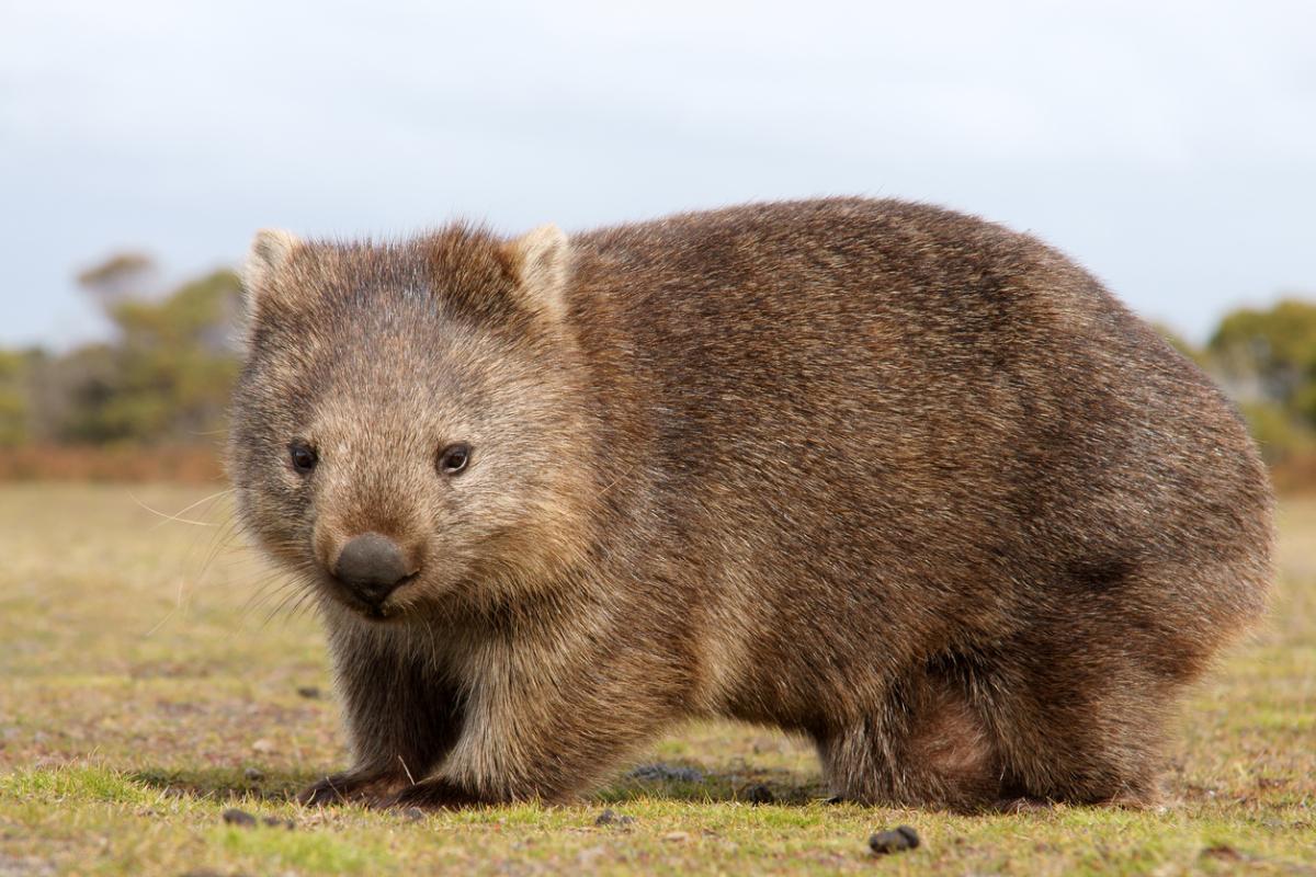 Wombat - Tipos, características, dónde vive y curiosidades