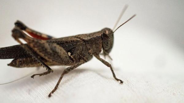 Si ves un saltamontes en tu jardín o tu casa, no ha aparecido porque sí: esto es lo que significa su presencia - Encontrar un saltamontes en casa no significa que haya una plaga