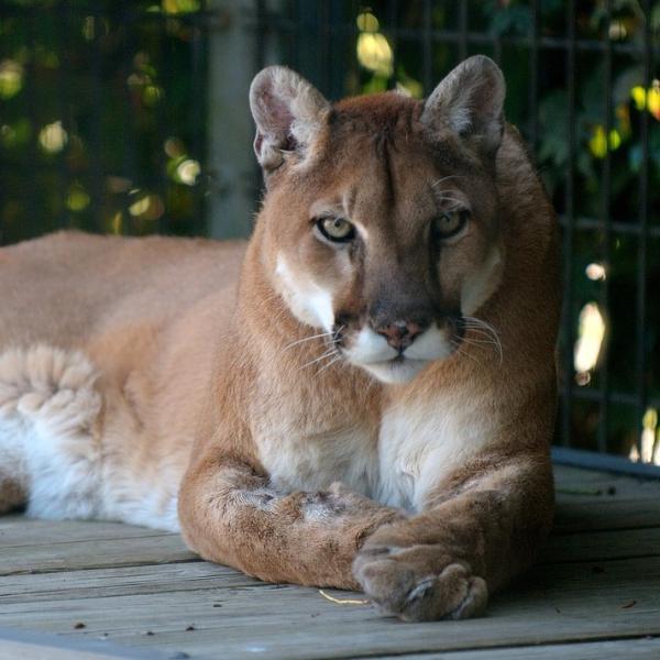 Que es un puma best sale