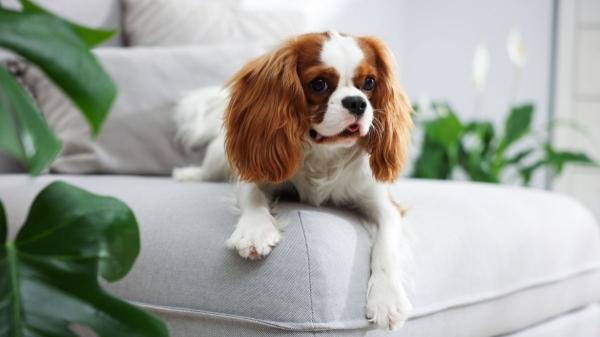 Si tu perro te gruñe y antes no lo hacía no es agresividad: estas 5 razones lo explican - La falta de límites claros también provoca gruñidos