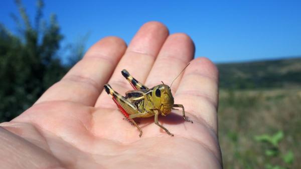 Si ves un saltamontes en tu jardín o tu casa, no ha aparecido porque sí: esto es lo que significa su presencia - Observarlo, dejarlo o sacarlo: qué hacer si encuentras un saltamontes