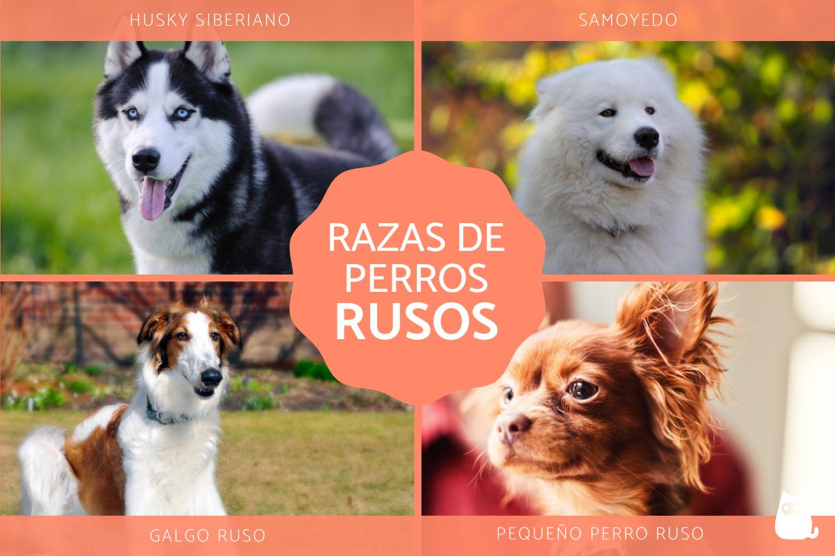 Razas de perros rusos
