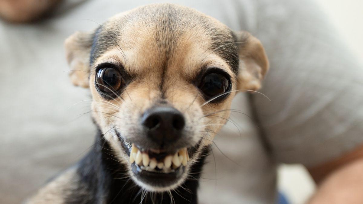 Si tu perro te gruñe y antes no lo hacía no es agresividad: estas 5 razones lo explican