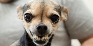 Si tu perro te gruñe y antes no lo hacía no es agresividad: estas 5 razones lo explican