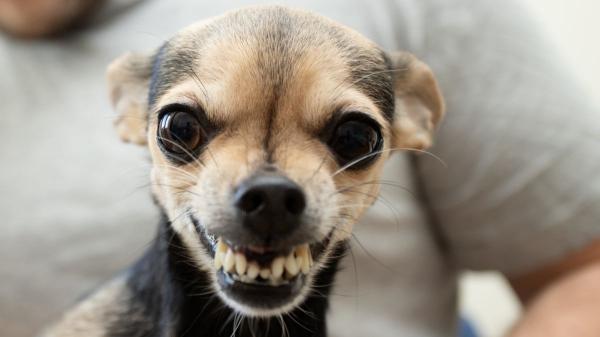 Si tu perro te gruñe y antes no lo hacía no es agresividad: estas 5 razones lo explican