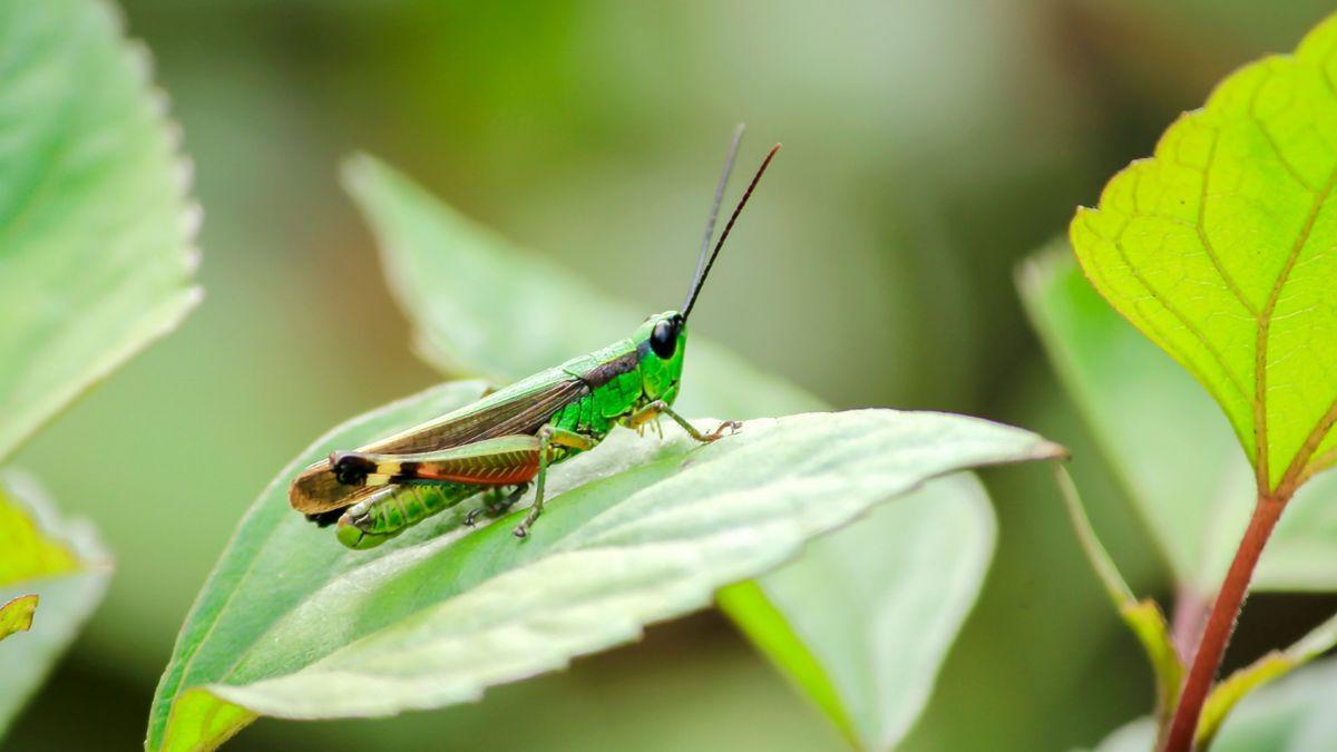 Si ves un saltamontes en tu jardín o tu casa, no ha aparecido porque sí: esto es lo que significa su presencia