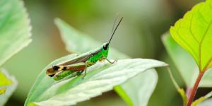 Si ves un saltamontes en tu jardín o tu casa, no ha aparecido porque sí: esto es lo que significa su presencia