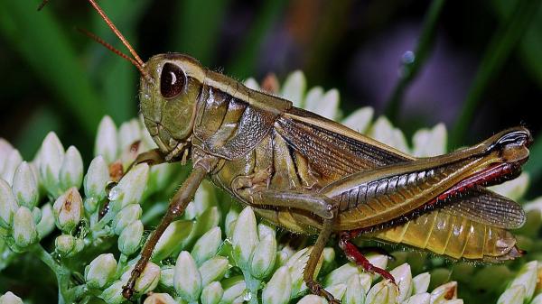 Si ves un saltamontes en tu jardín o tu casa, no ha aparecido porque sí: esto es lo que significa su presencia - Su presencia también tiene una explicación ecológica
