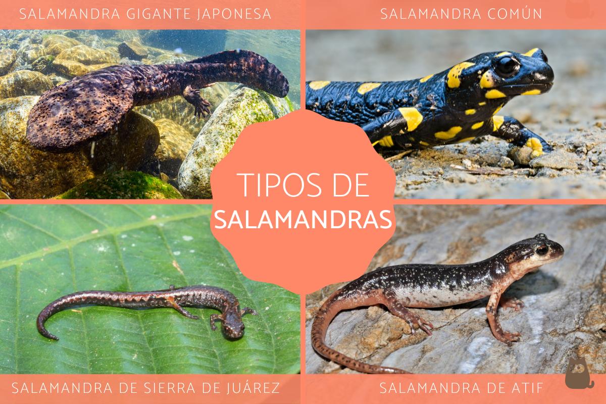 Tipos de salamandras