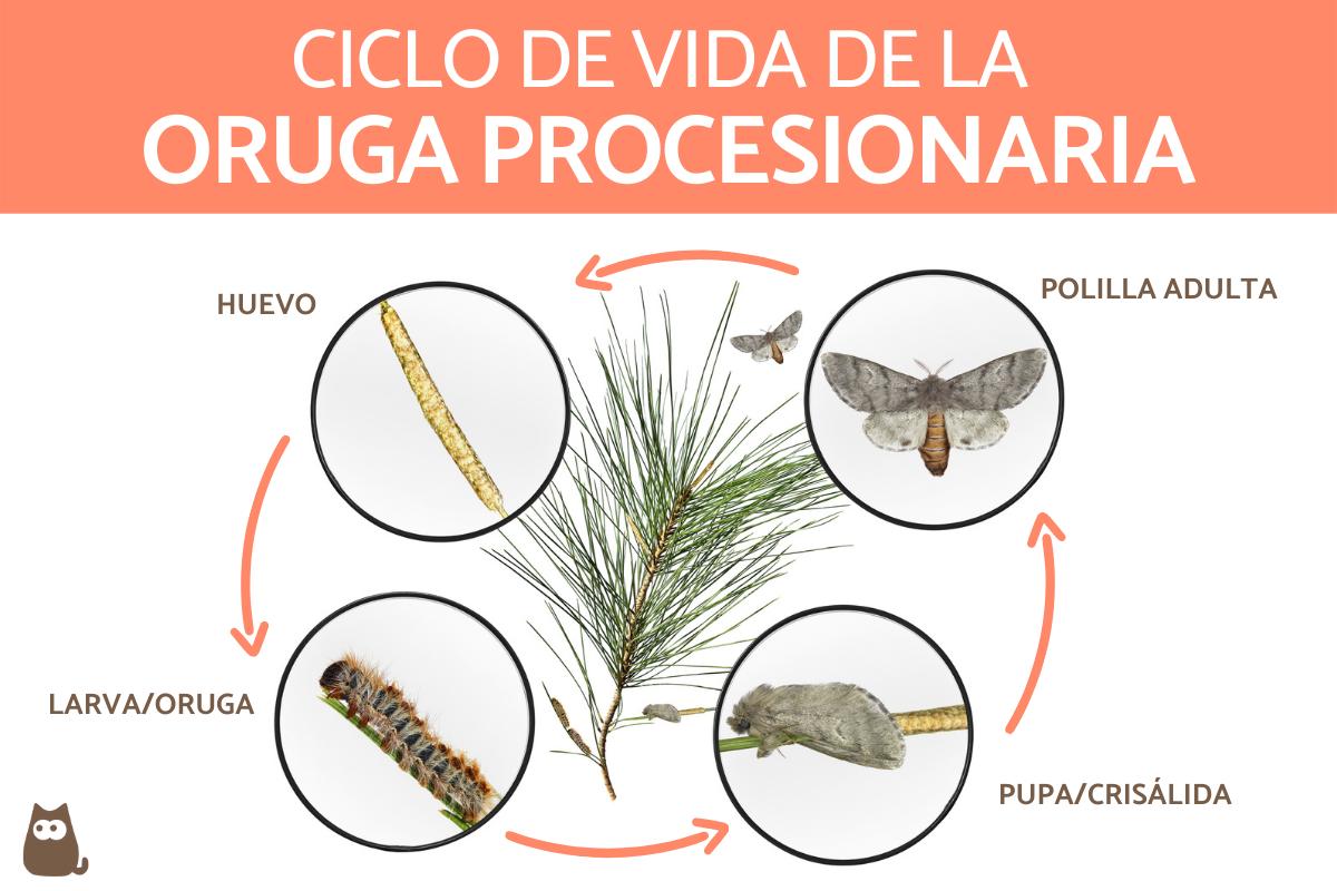 Ciclo de la oruga procesionaria