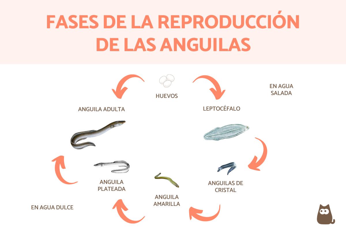 ¿Cómo se reproducen las anguilas?