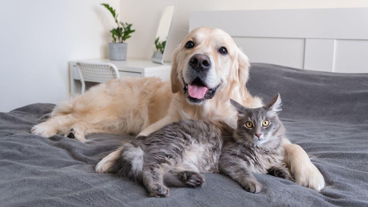 Cuando la mascota es el primer hijo: la nueva forma de entender la maternidad y la paternidad en España