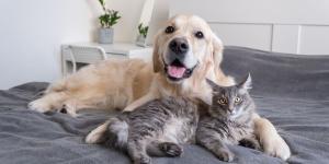 Cuando la mascota es el primer hijo: la nueva forma de entender la maternidad y la paternidad en España