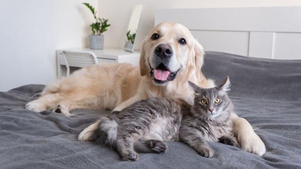 Cuando la mascota es el primer hijo: la nueva forma de entender la maternidad y la paternidad en España