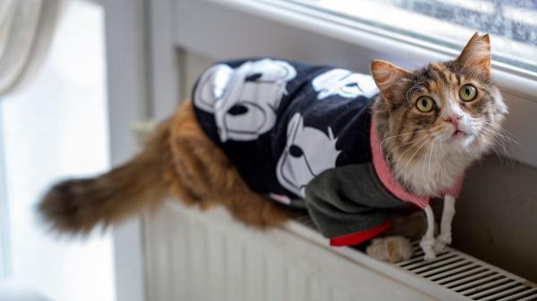 Cuando la mascota es el primer hijo: la nueva forma de entender la maternidad y la paternidad en España - El negocio que rodea al “hijo” de cuatro patas