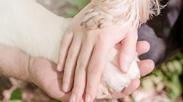 Cuando la mascota es el primer hijo: la nueva forma de entender la maternidad y la paternidad en España - Factor económico y emocional: la balanza que está cambiando los hogares españoles