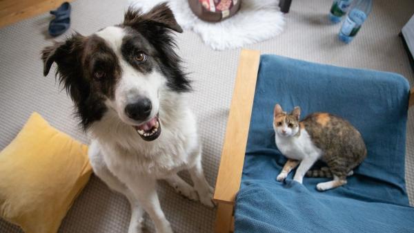 Cuando la mascota es el primer hijo: la nueva forma de entender la maternidad y la paternidad en España - ¿Hijos o animales? Por qué no es una “sustitución”, sino una nueva familia