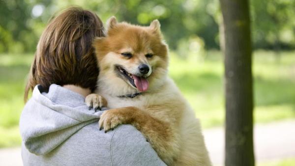 Cuando la mascota es el primer hijo: la nueva forma de entender la maternidad y la paternidad en España - La humanización del animal: el motor de los nuevos modelos familiares