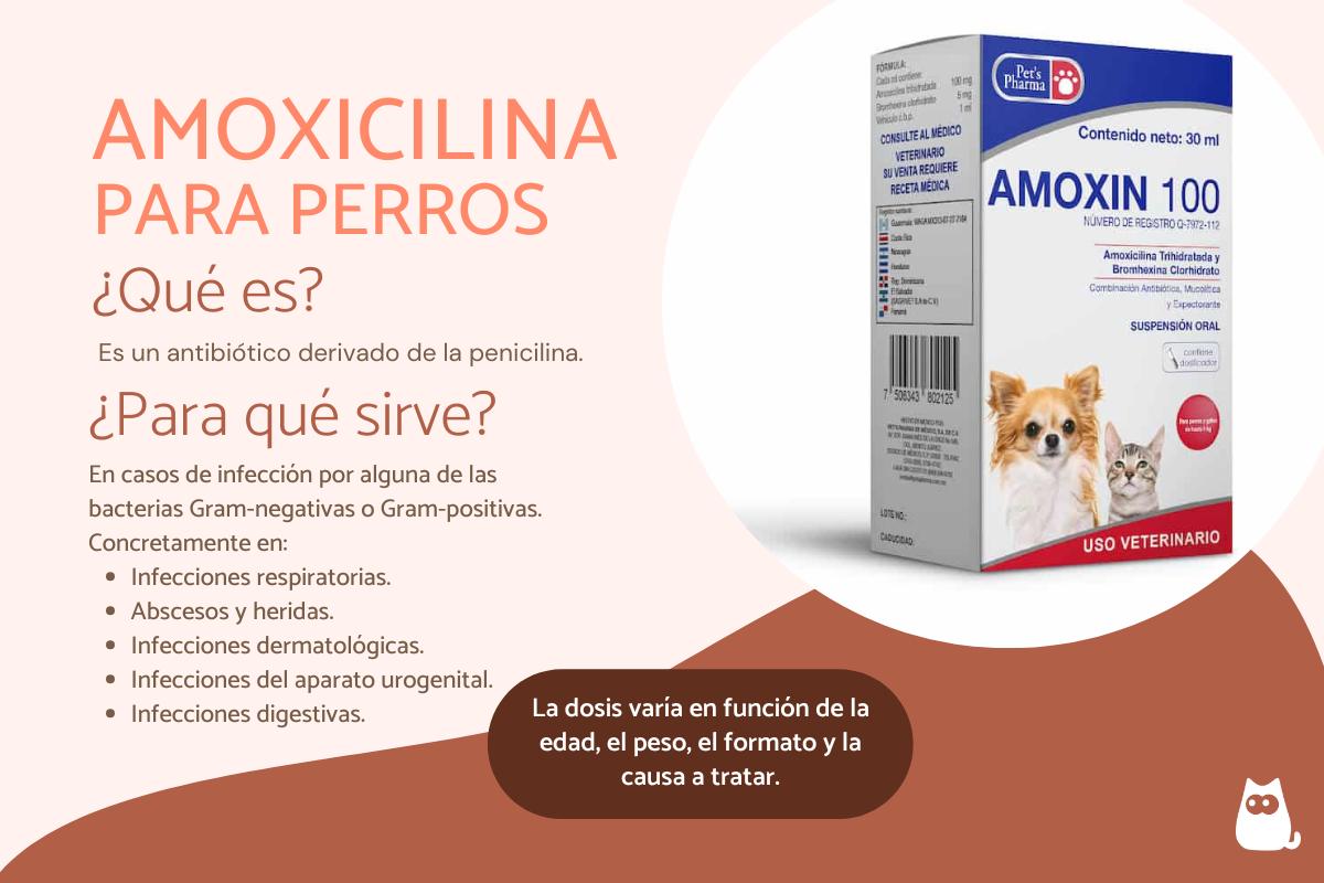 Amoxicilina para perros: dosis, usos y efectos secundarios