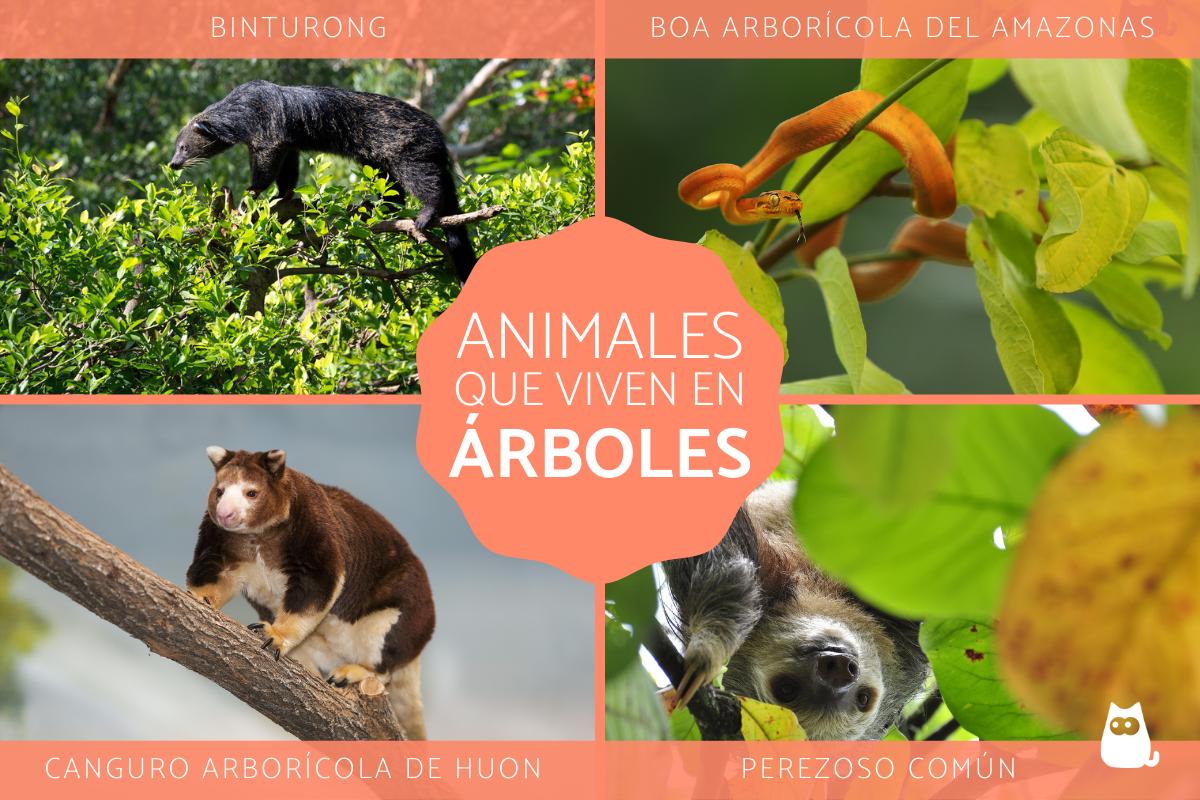 Animales que viven en árboles