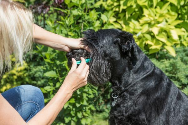 Amoxicilina para perros: dosis, usos y efectos secundarios - ¿Cómo administrar amoxicilina para perros?