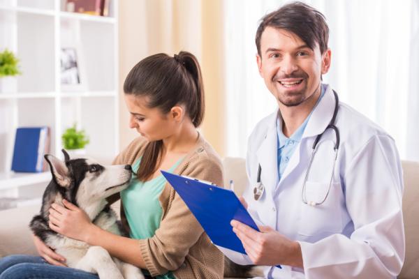 Amoxicilina para perros: dosis, usos y efectos secundarios - ¿Cuál es la dosis de amoxicilina para perros?