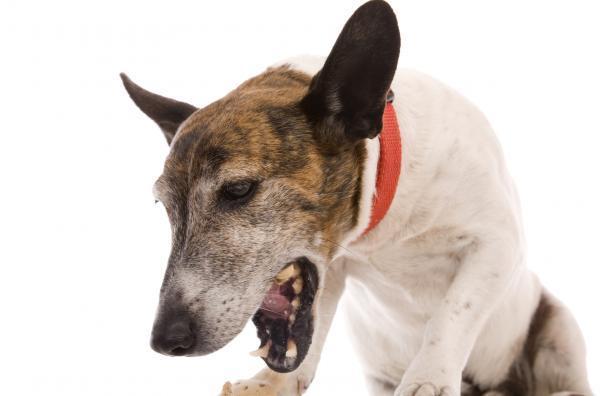 Amoxicilina para perros: dosis, usos y efectos secundarios - ¿Cuáles son los efectos secundarios de la amoxicilina en perros?