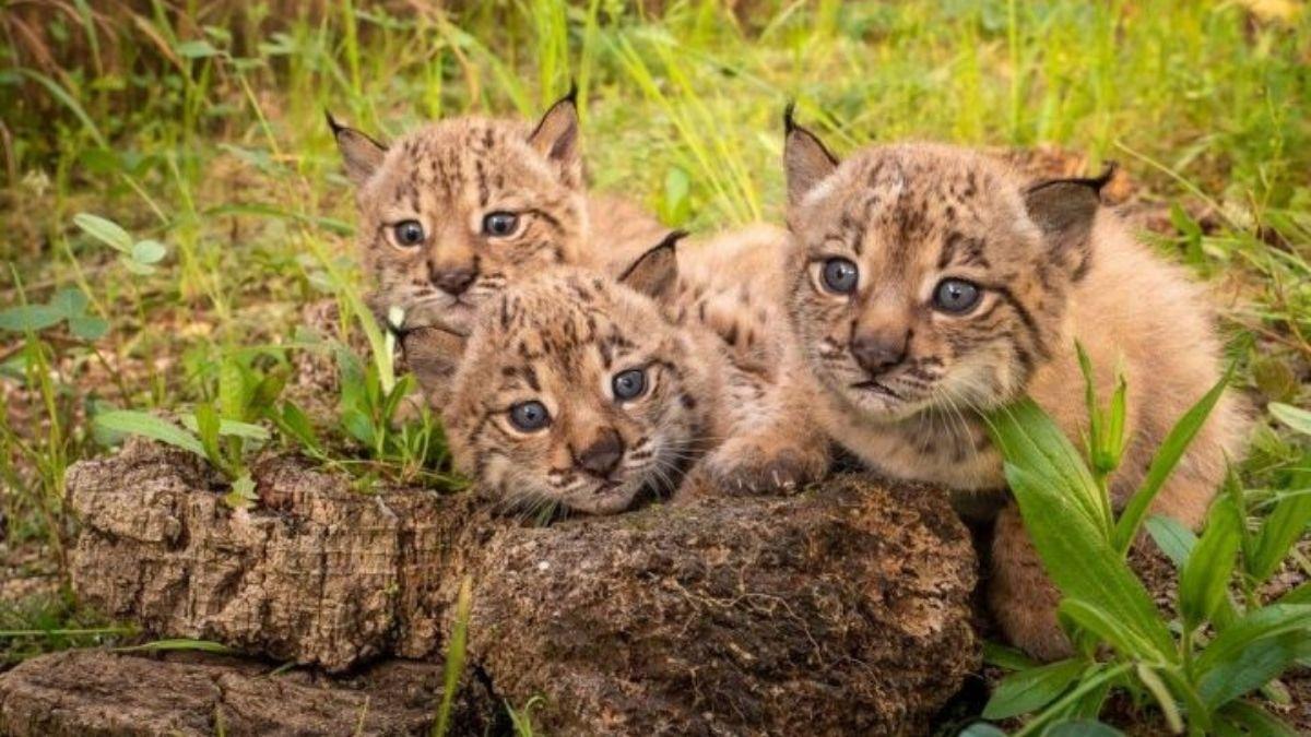 Doñana celebra el nacimiento de los primeros linces ibéricos de la temporada, una gran noticia para la especie