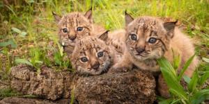 Doñana celebra el nacimiento de los primeros linces ibéricos de la temporada, una gran noticia para la especie