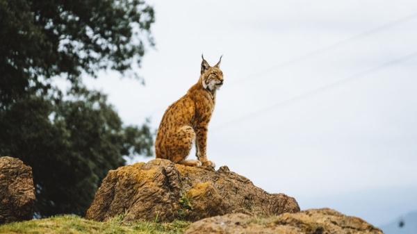 Doñana celebra el nacimiento de los primeros linces ibéricos de la temporada, una gran noticia para la especie - El renacer del lince ibérico: de estar en peligro crítico a símbolo de recuperación