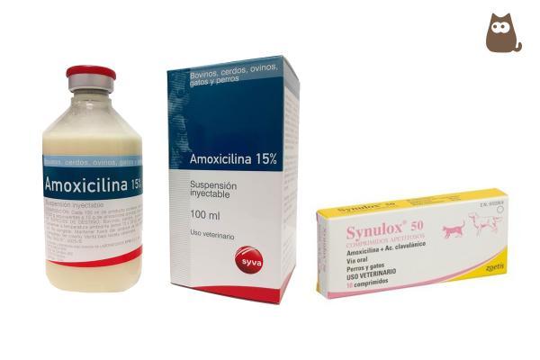 Amoxicilina para perros: dosis, usos y efectos secundarios - ¿Es segura la amoxicilina para perros?