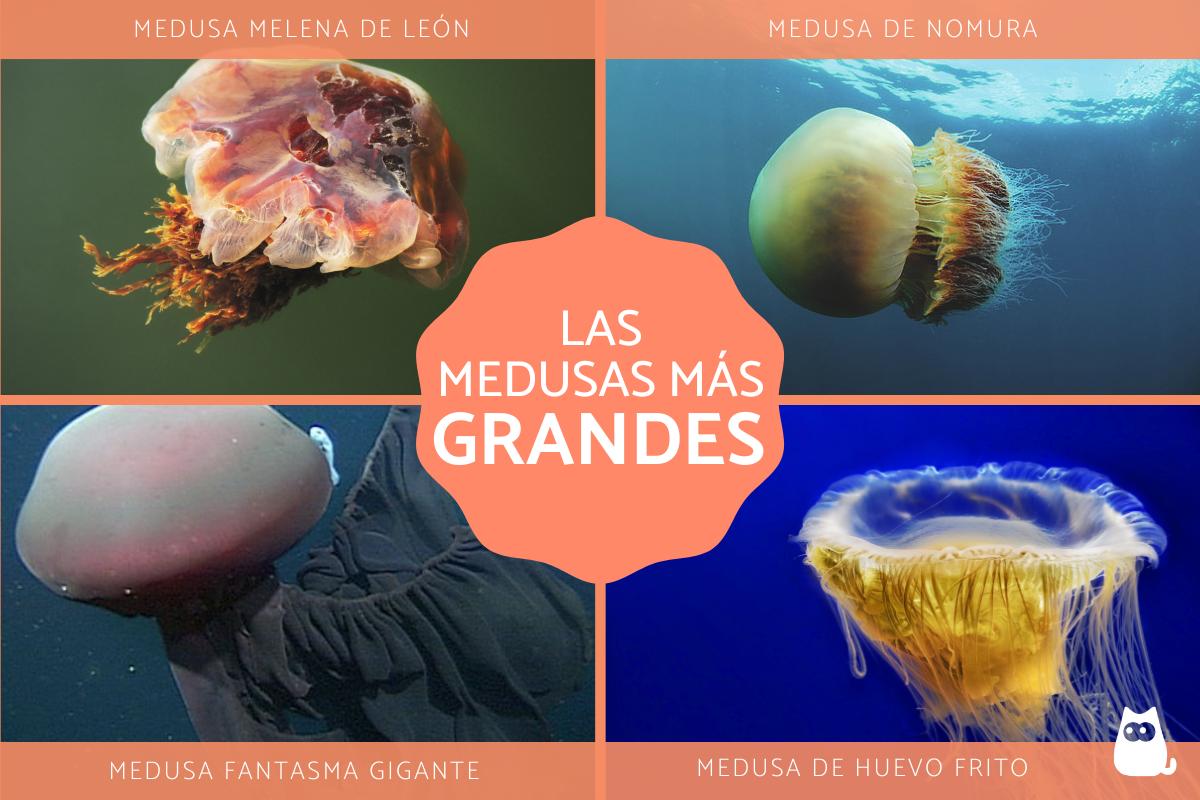 Las medusas más grandes del mundo