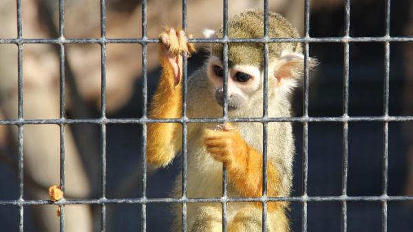 María Besteiros, auxiliar veterinaria: “El listado positivo de animales puede proteger a especies que no deberían ser mascotas, pero plantea retos en su aplicación” - Especies protegidas, especies invasoras y primates: automáticamente excluidos del listado positivo