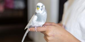 María Besteiros, auxiliar veterinaria: “El listado positivo de animales puede proteger a especies que no deberían ser mascotas, pero plantea retos en su aplicación”