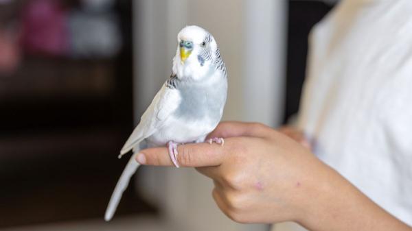María Besteiros, auxiliar veterinaria: “El listado positivo de animales puede proteger a especies que no deberían ser mascotas, pero plantea retos en su aplicación”