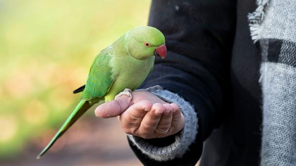 María Besteiros, auxiliar veterinaria: “El listado positivo de animales puede proteger a especies que no deberían ser mascotas, pero plantea retos en su aplicación” - Qué pasará con las especies que queden excluidas del nuevo sistema