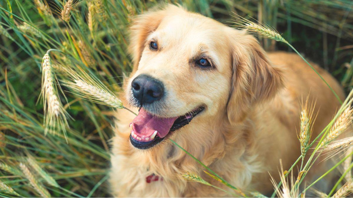 La trampa silenciosa de la primavera: por qué una simple espiga puede llevar a tu perro al quirófano