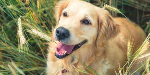 La trampa silenciosa de la primavera: por qué una simple espiga puede llevar a tu perro al quirófano